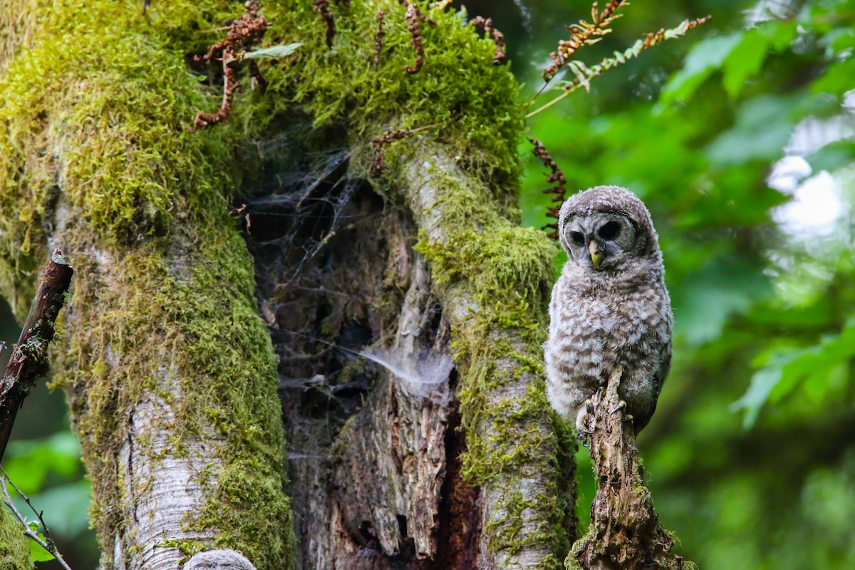 Barred Owl - ML552248991