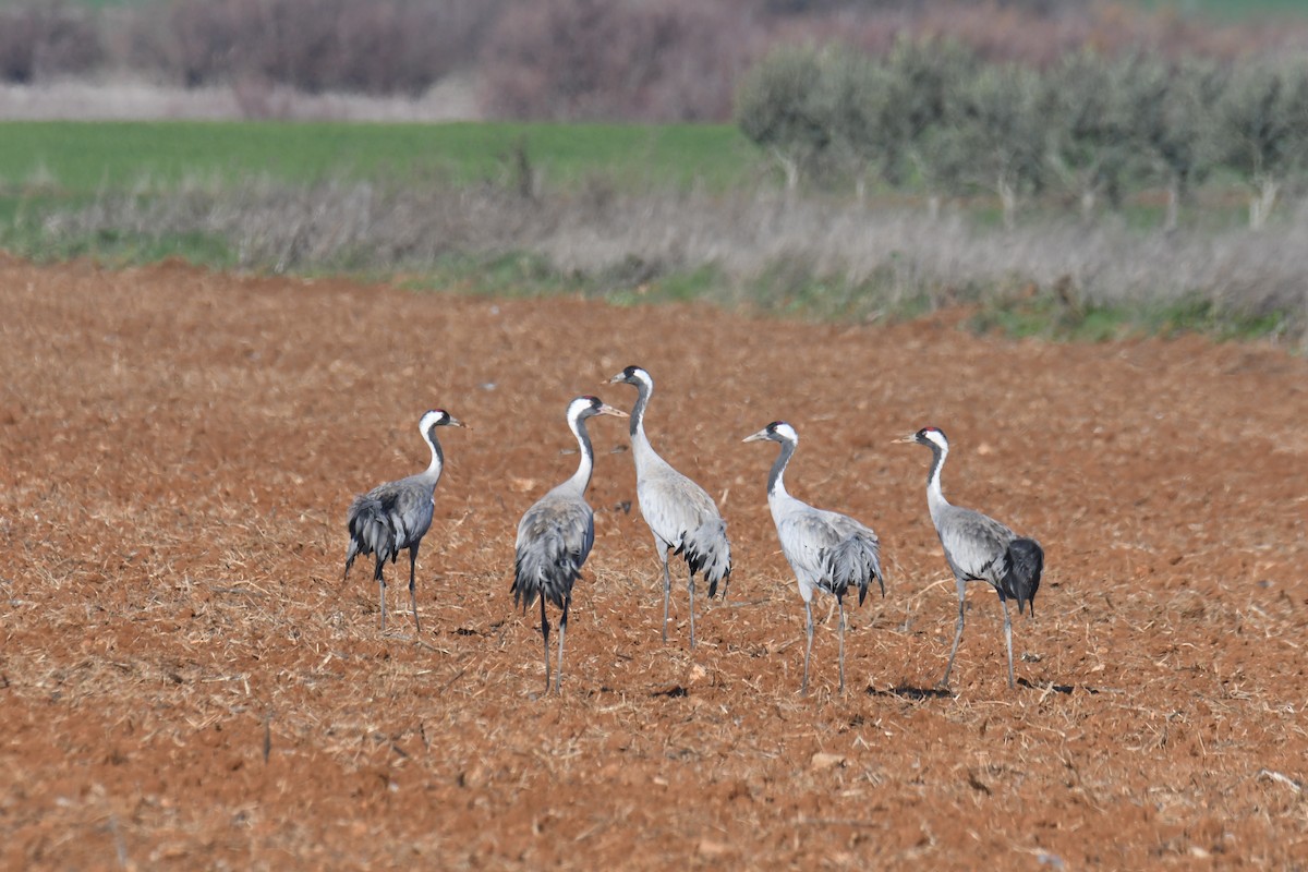 Common Crane - ML552249031