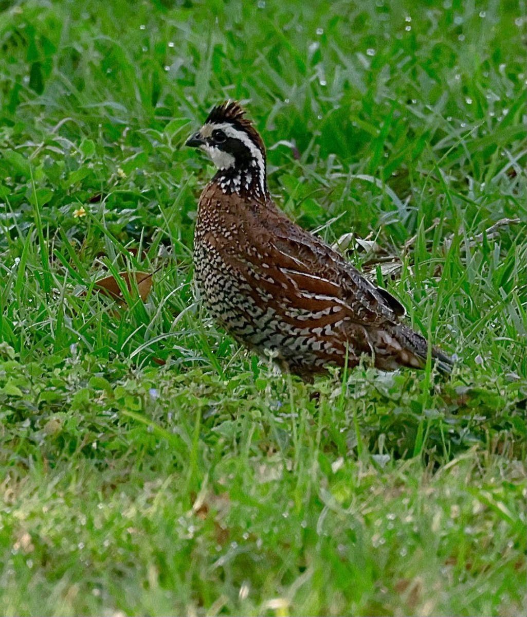 Northern Bobwhite - ML552249291