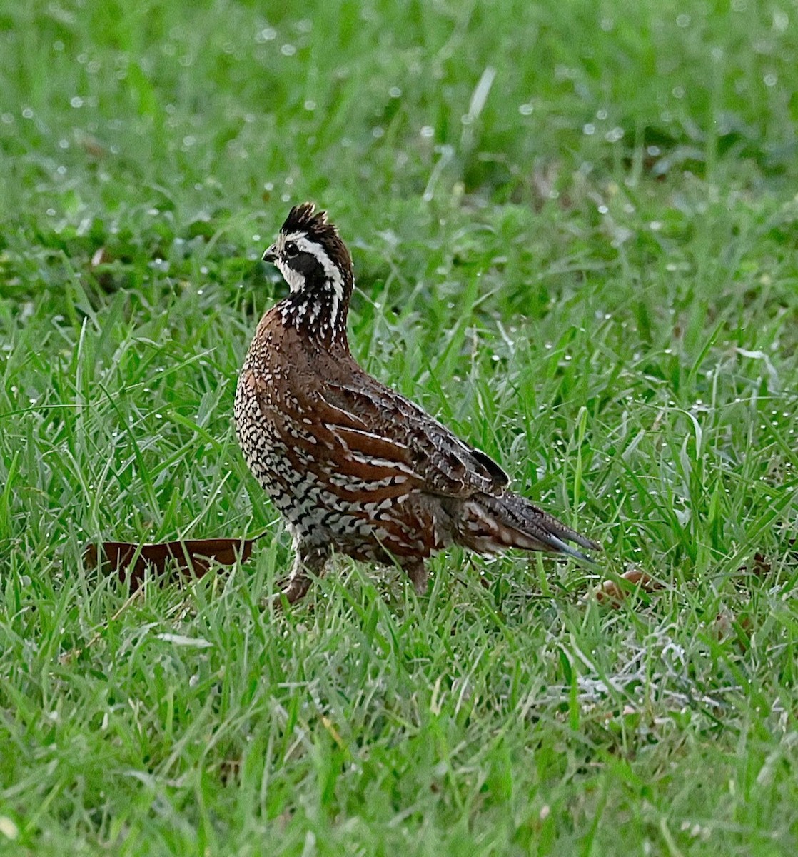 Northern Bobwhite - ML552249301