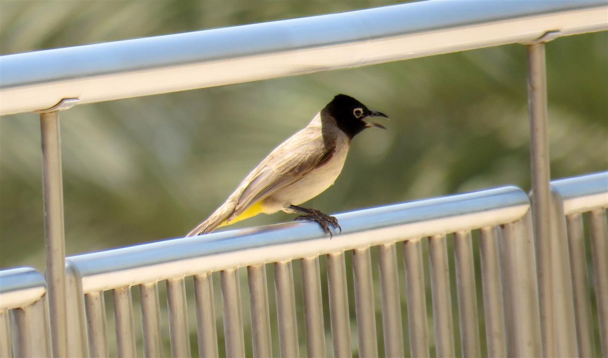 White-spectacled Bulbul - Miguel  Berkemeier