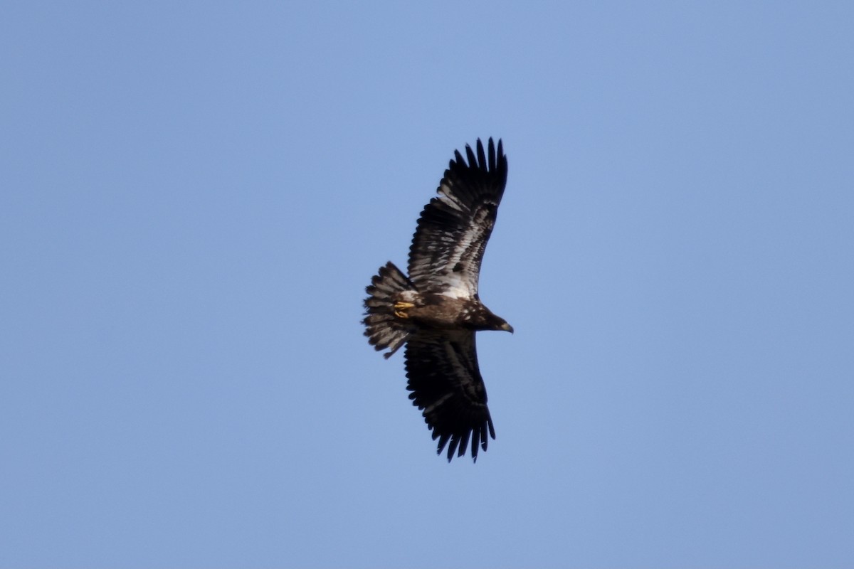 Bald Eagle - ML552250481