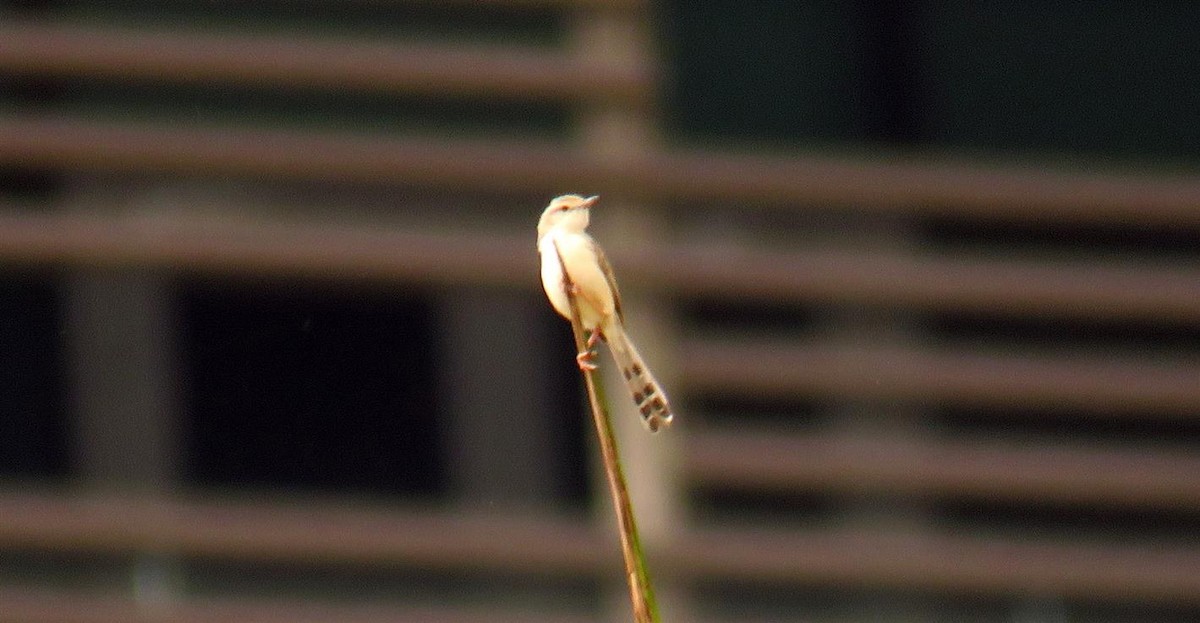 Prinia Grácil - ML55225081