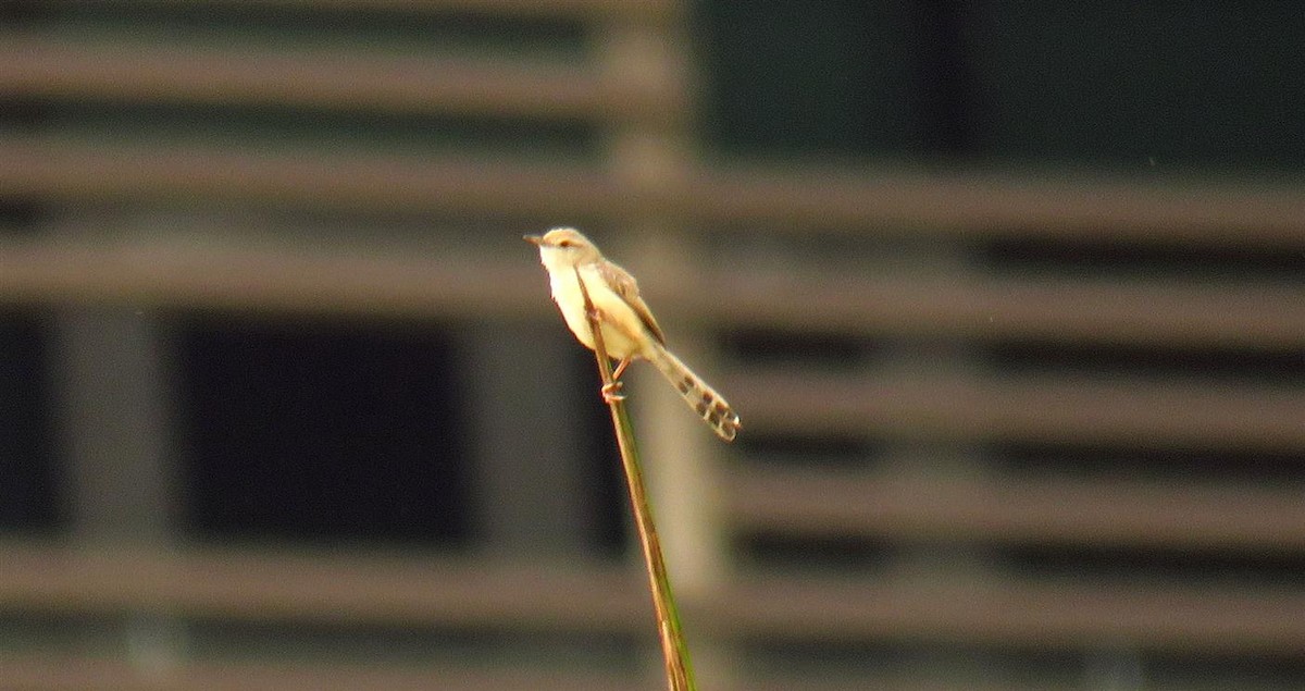 Graceful Prinia - ML55225091