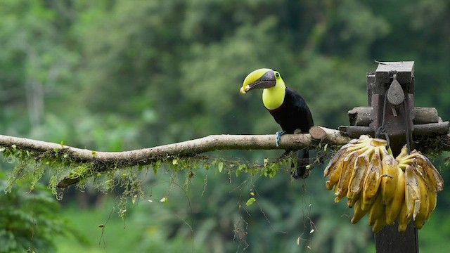 Yellow-throated Toucan - ML552251051