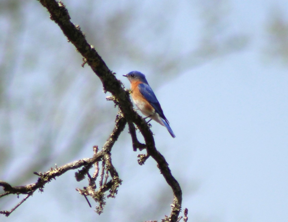 Eastern Bluebird - ML552251061