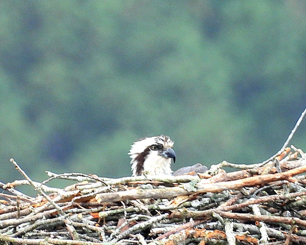 Osprey - ML552252171