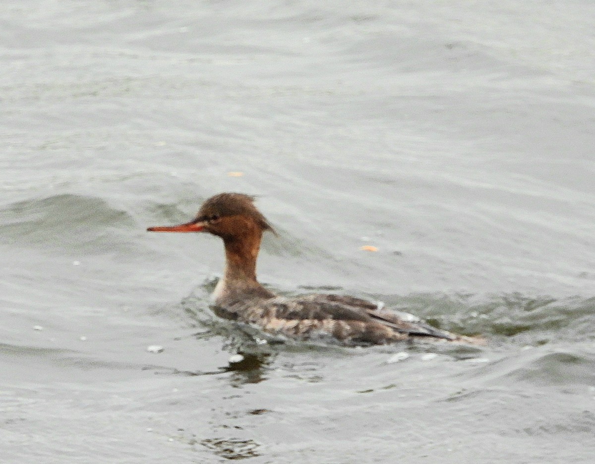 Red-breasted Merganser - Till Dohse