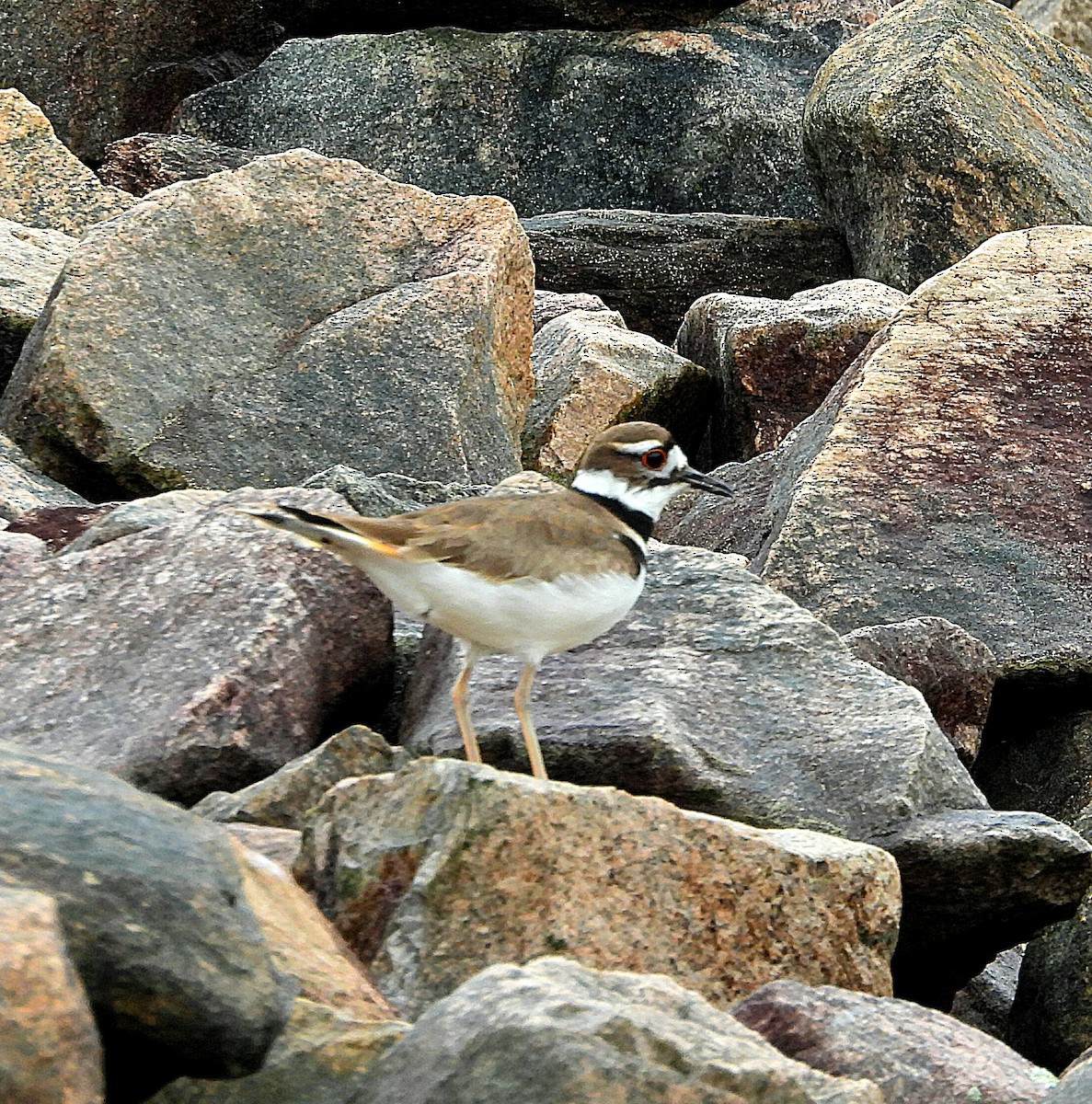 Killdeer - ML552252611