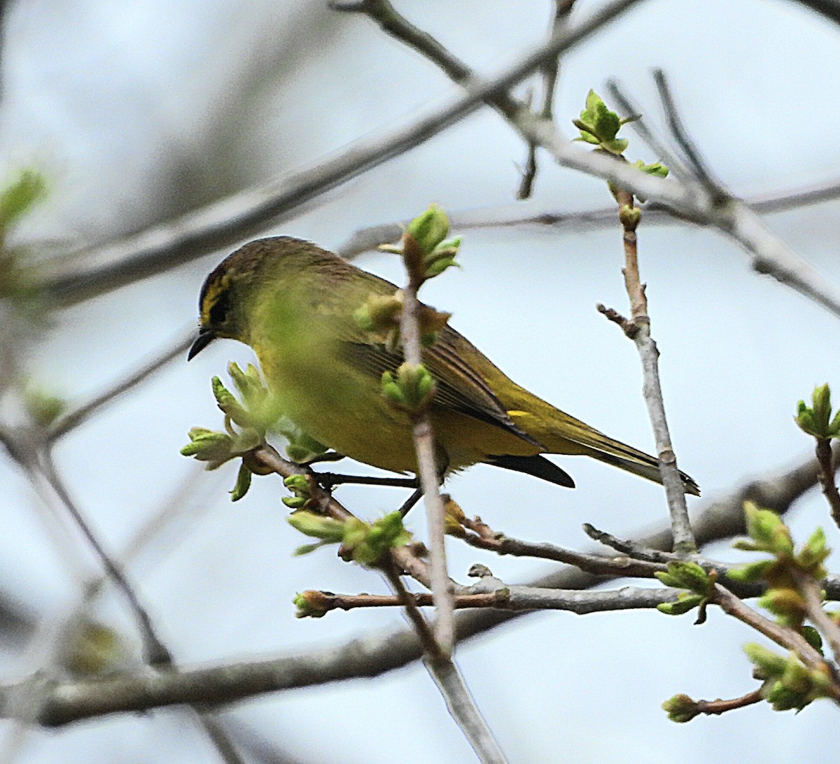 Paruline à couronne rousse - ML552252731