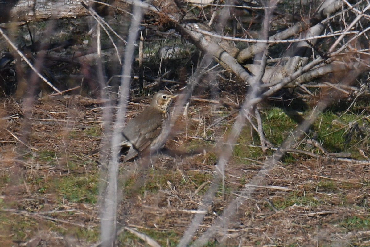 Song Thrush - Kyle Gardiner