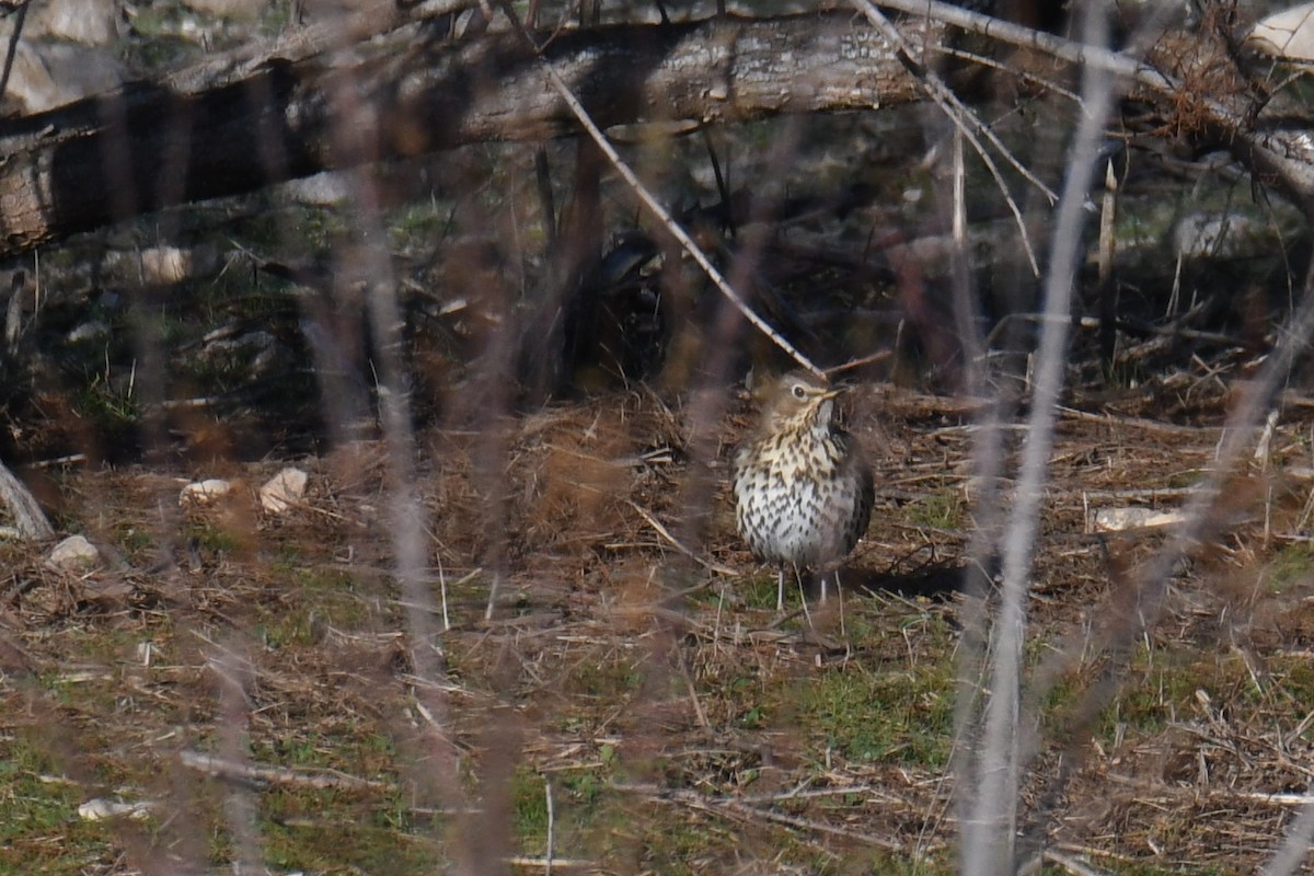 Song Thrush - ML552253021