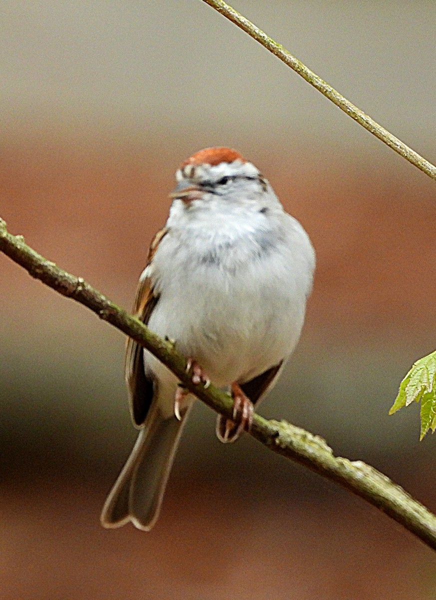 Chipping Sparrow - ML552253031