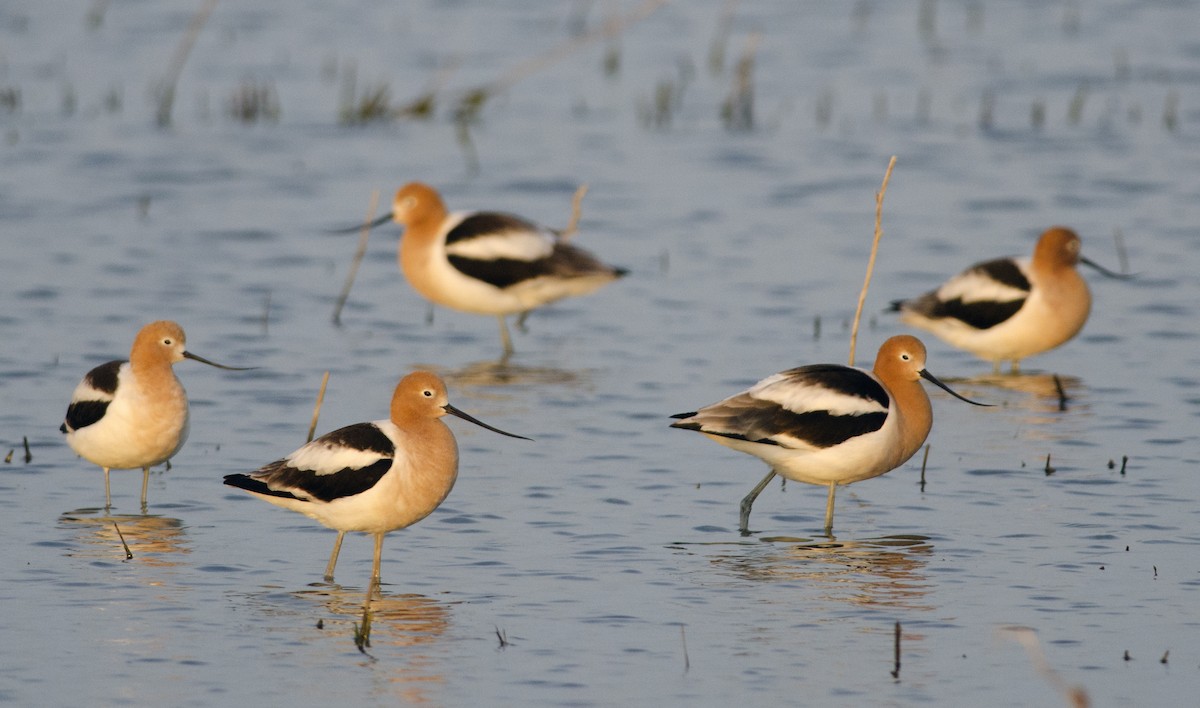 Avocette d'Amérique - ML55225431