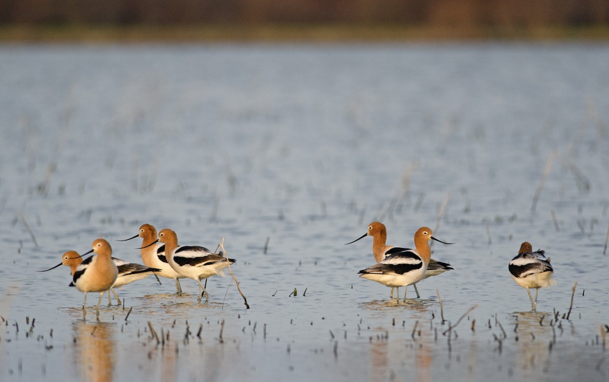 Avocette d'Amérique - ML55225441