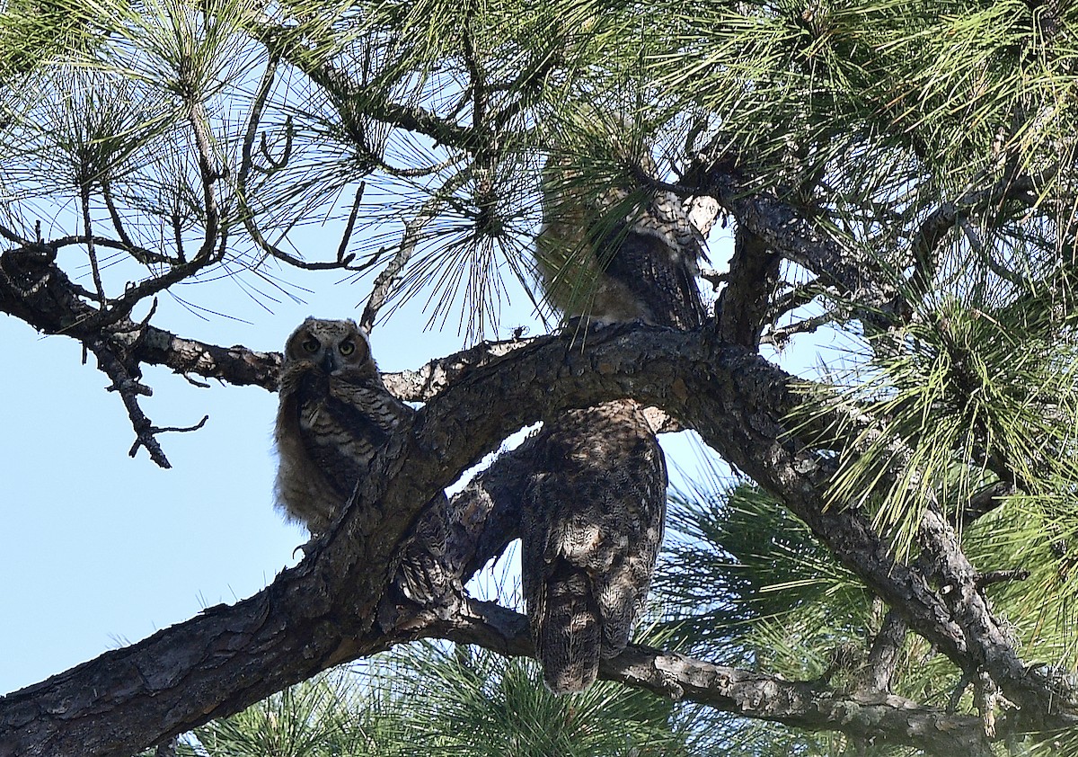 Great Horned Owl - ML552256011