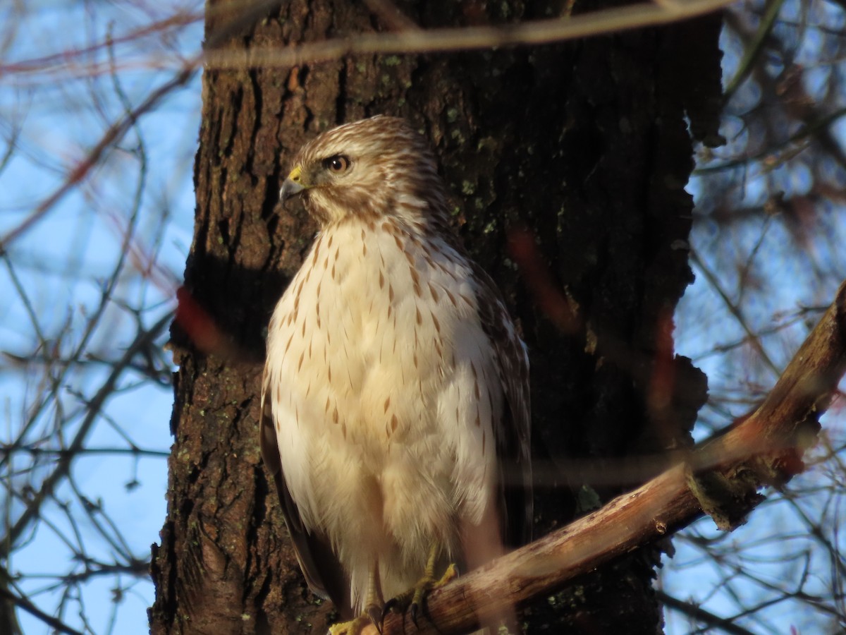 Red-shouldered Hawk - ML552256121