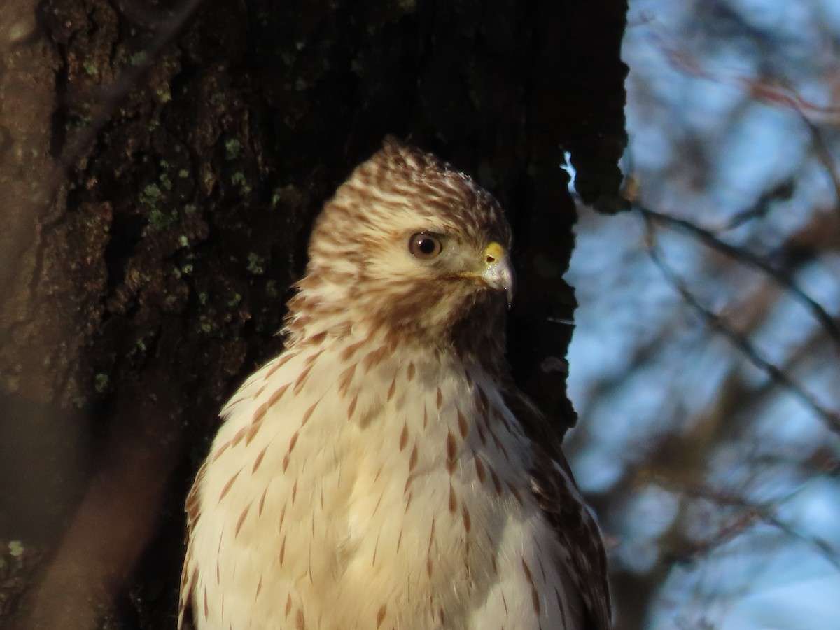 Red-shouldered Hawk - ML552256131