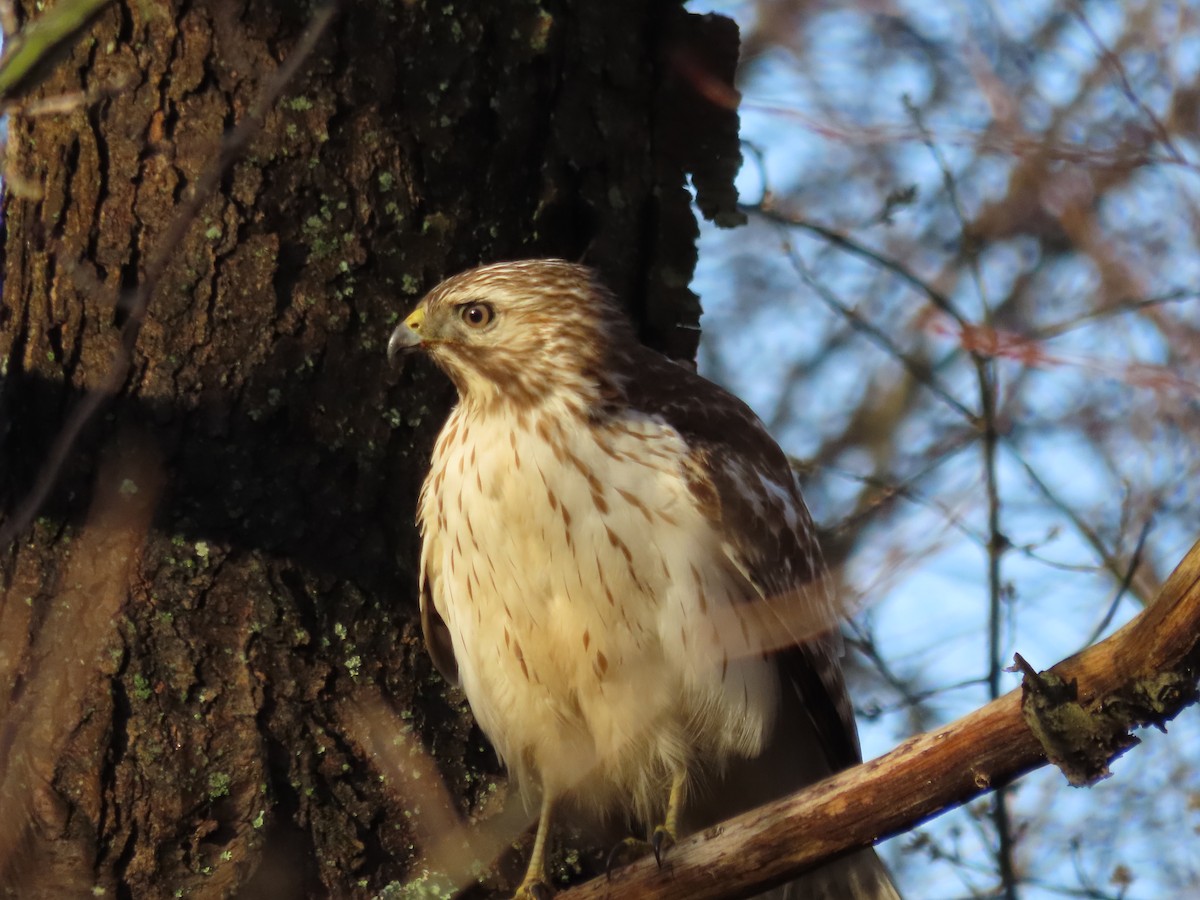 Red-shouldered Hawk - ML552256141