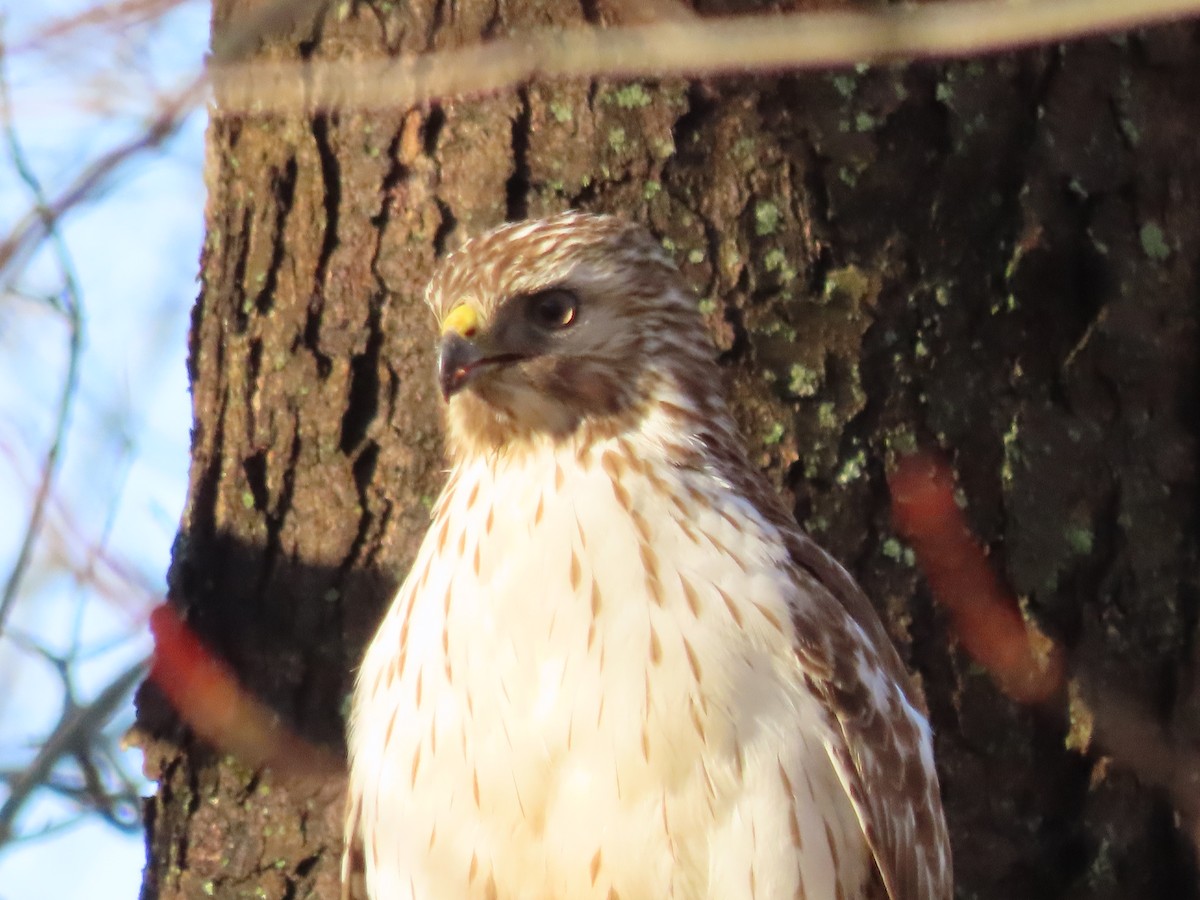 Red-shouldered Hawk - ML552256151