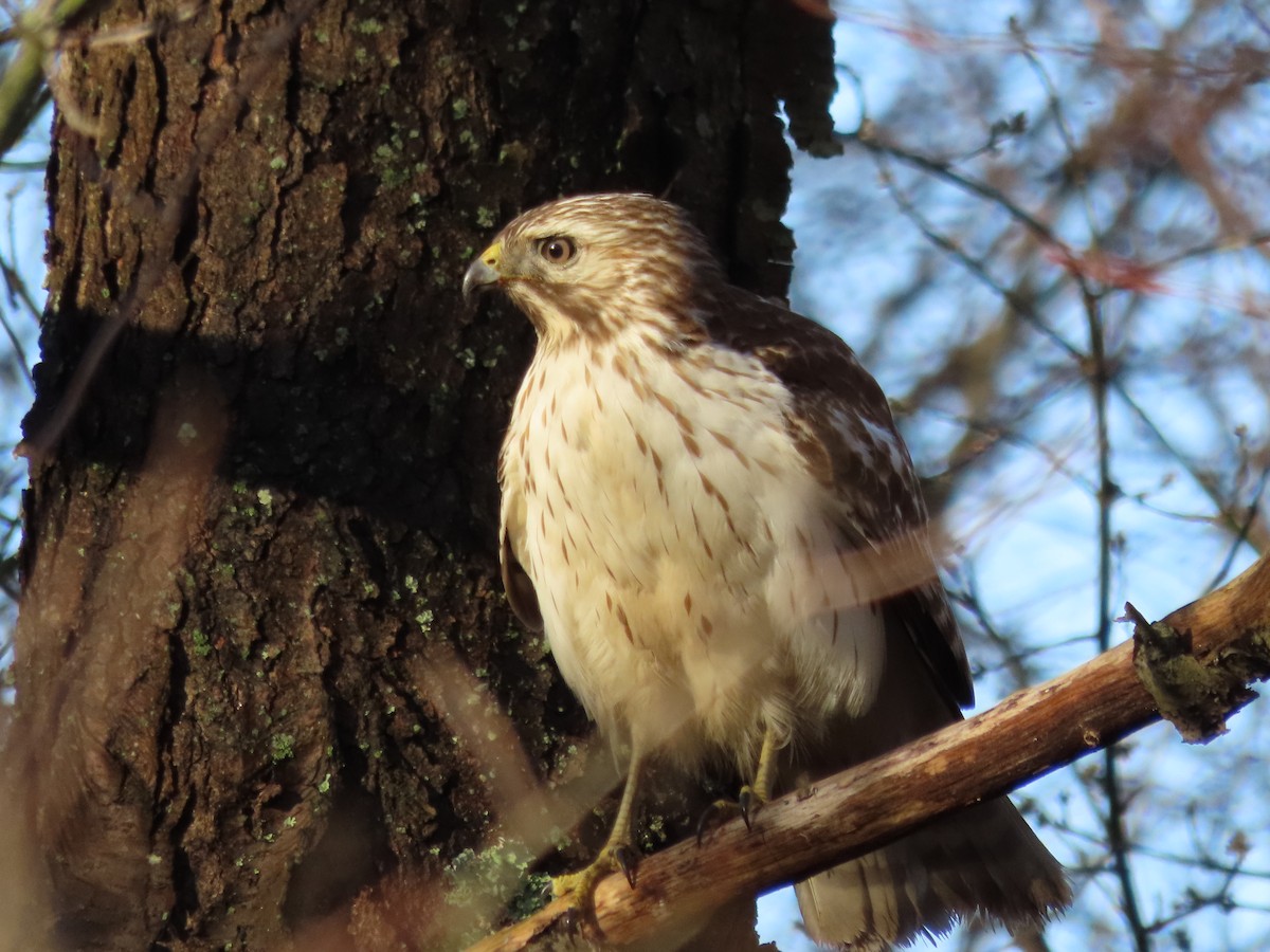 Red-shouldered Hawk - ML552256171
