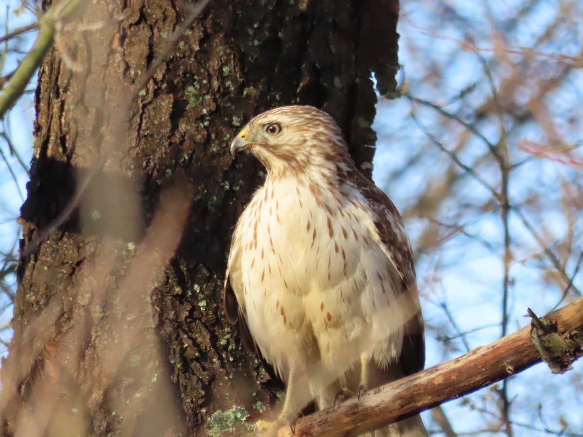 Red-shouldered Hawk - ML552256181