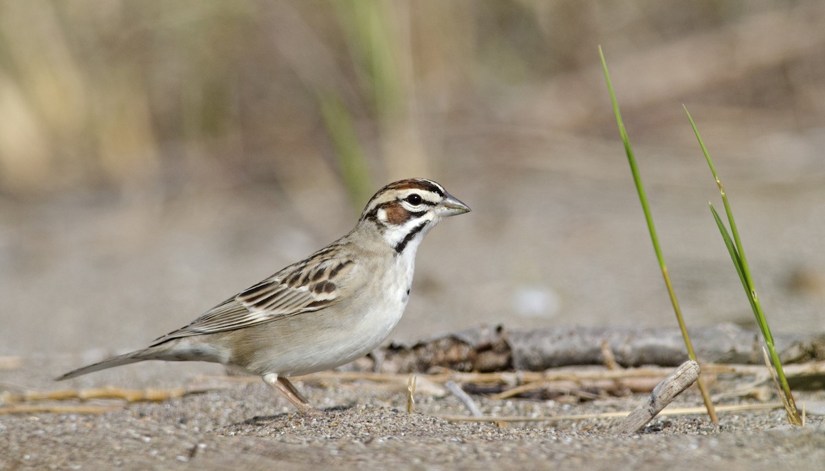 Lark Sparrow - Joshua Vandermeulen