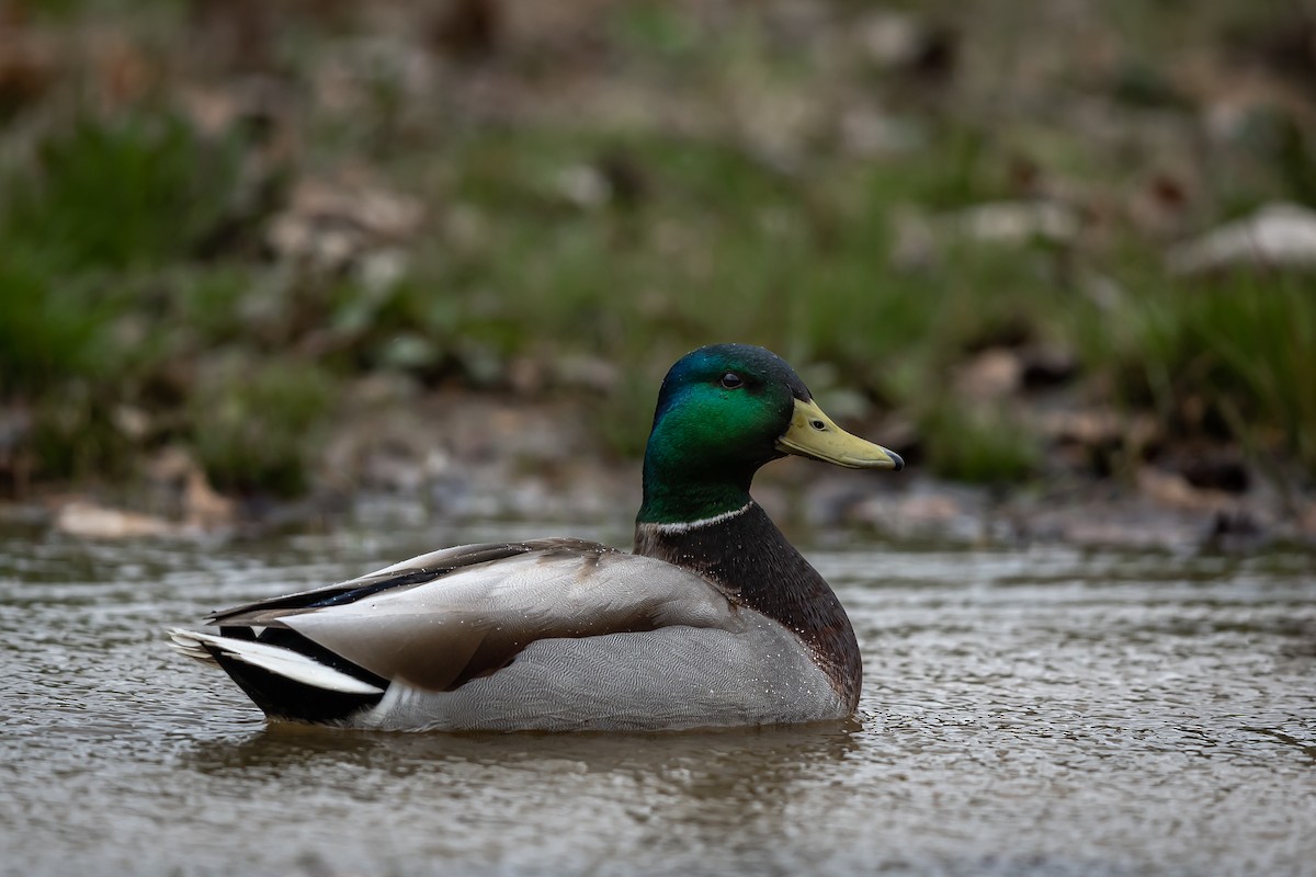 Canard colvert - ML552259211