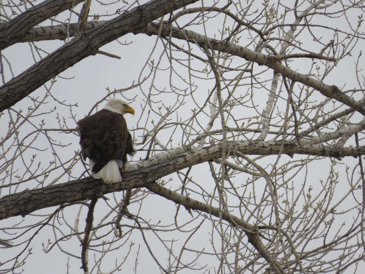 Bald Eagle - ML552260241