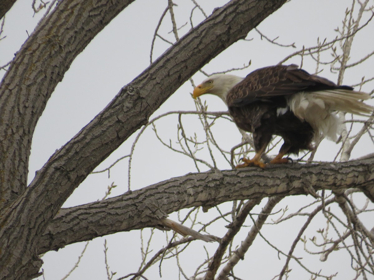 Bald Eagle - ML552260371