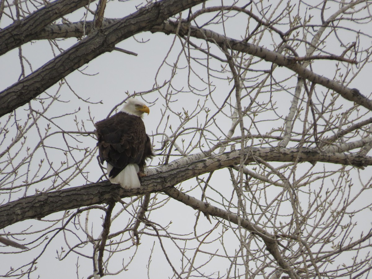 Bald Eagle - ML552260531