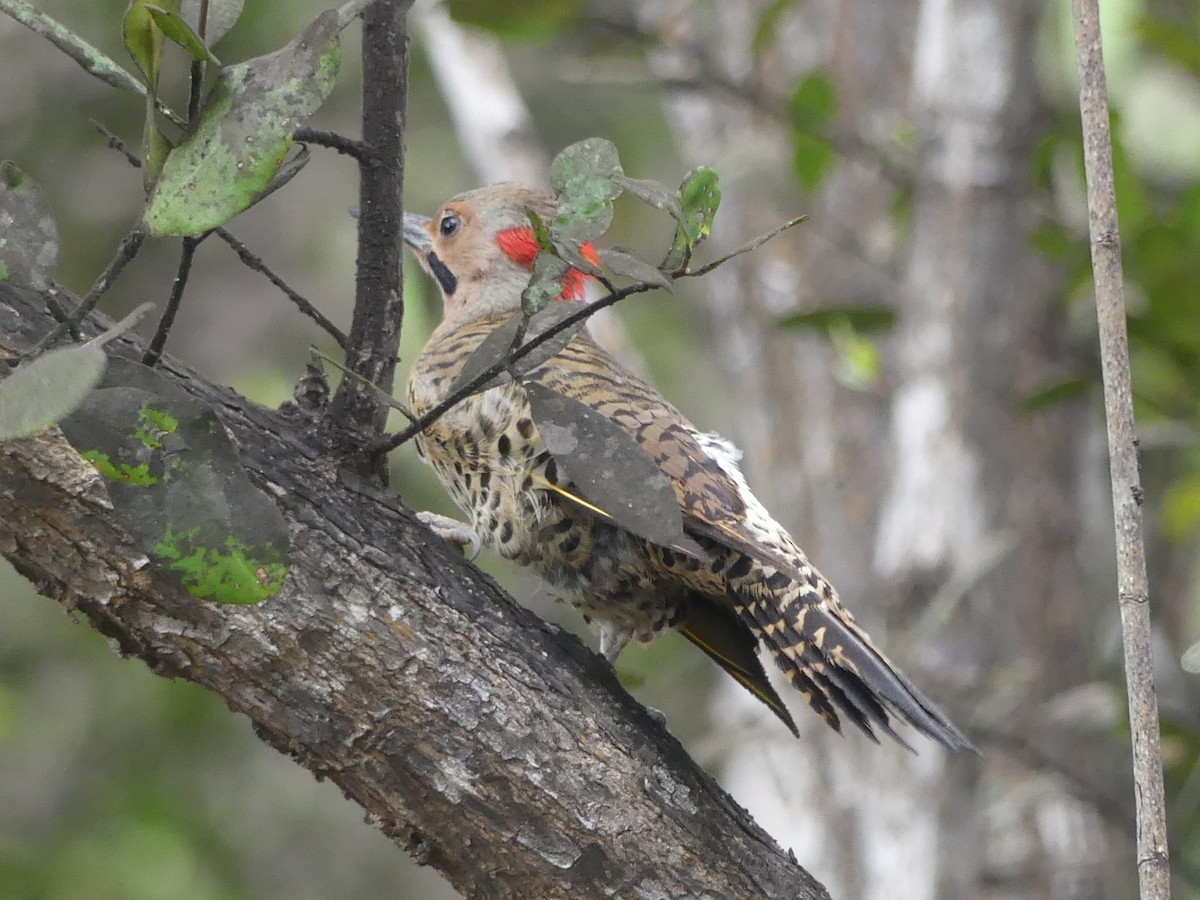 Northern Flicker (Grand Cayman I.) - Ted Down