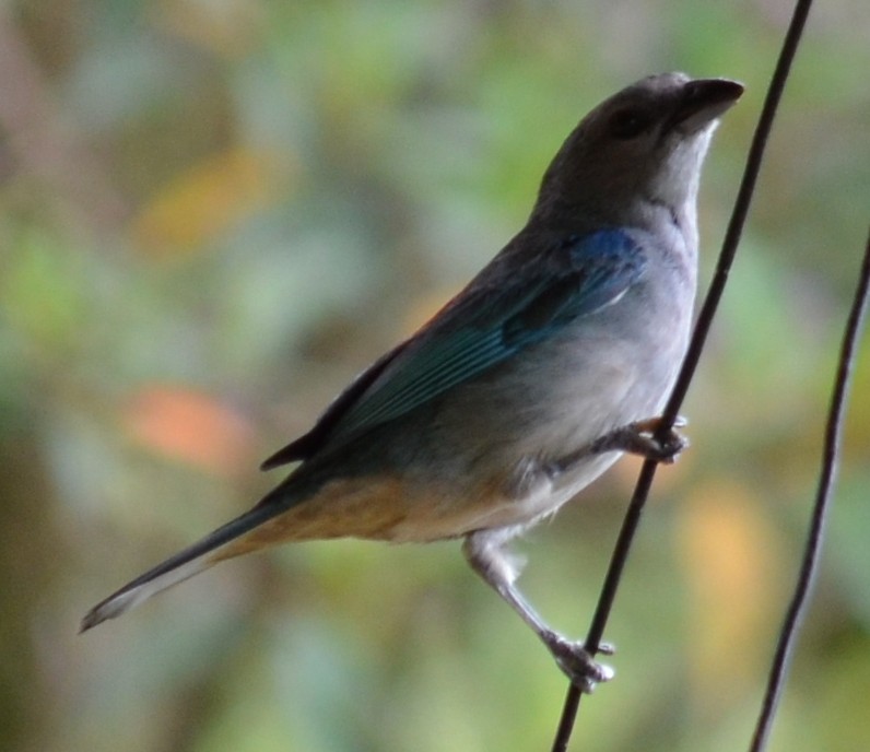 Azure-shouldered Tanager - ML552260891