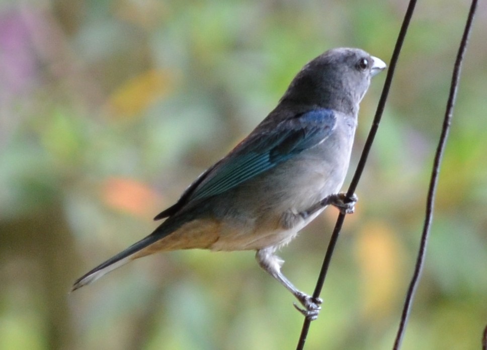 Azure-shouldered Tanager - ML552260901