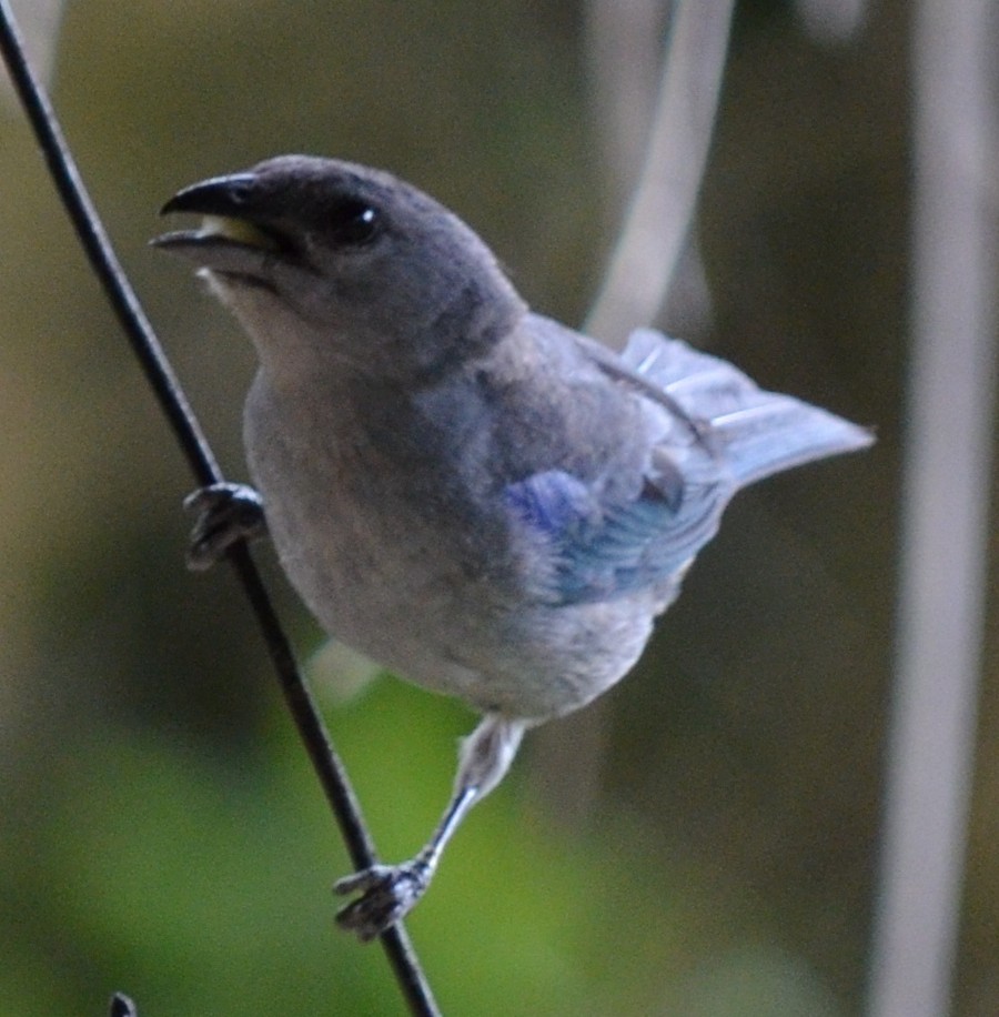 Azure-shouldered Tanager - ML552260911