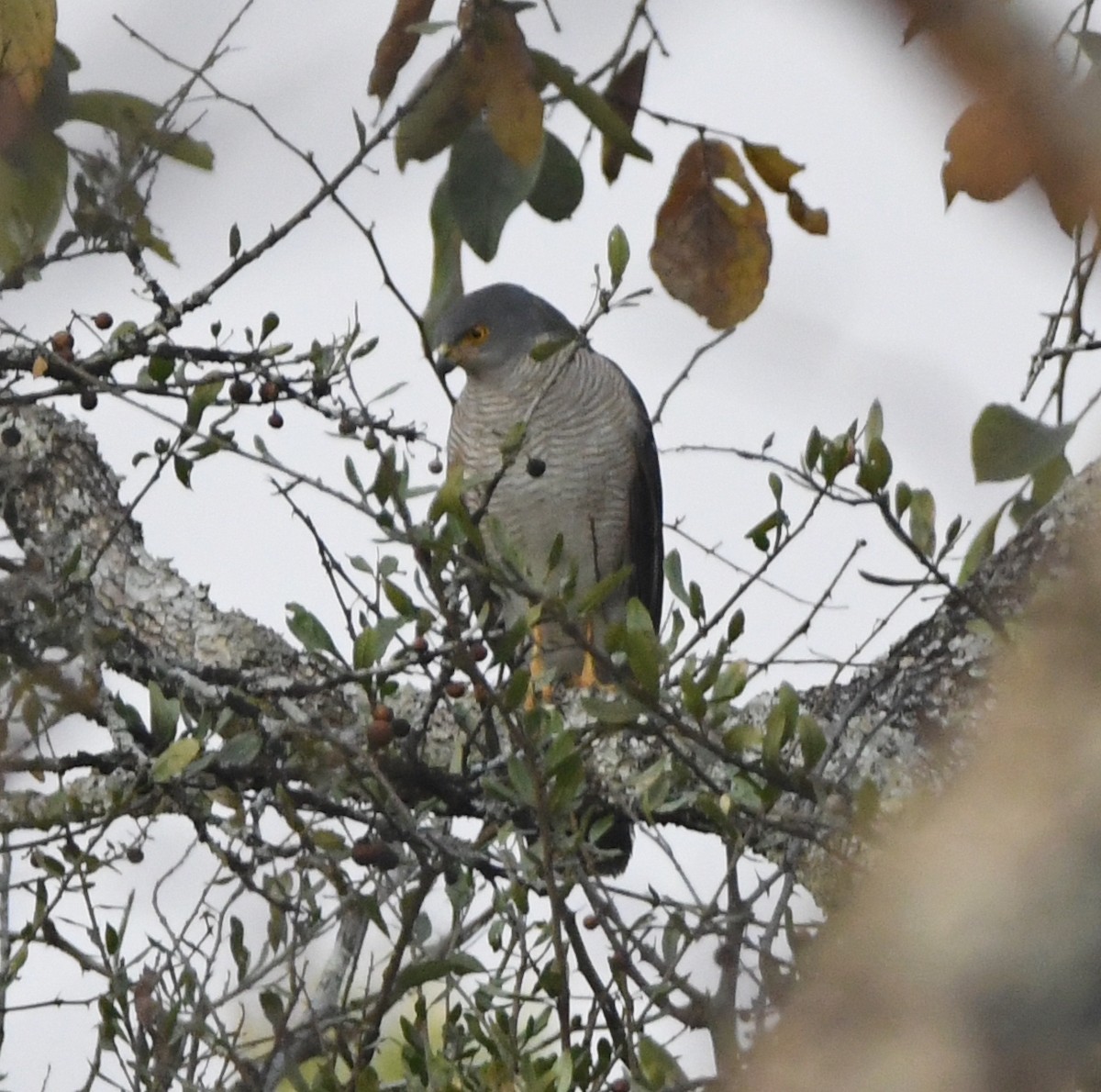 African Goshawk (Eastern) - ML552261681