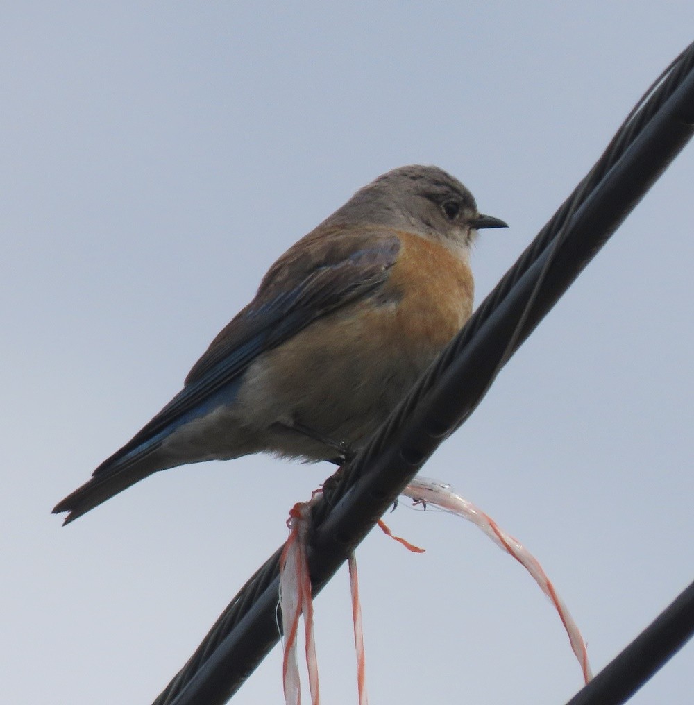 Western Bluebird - ML552261701