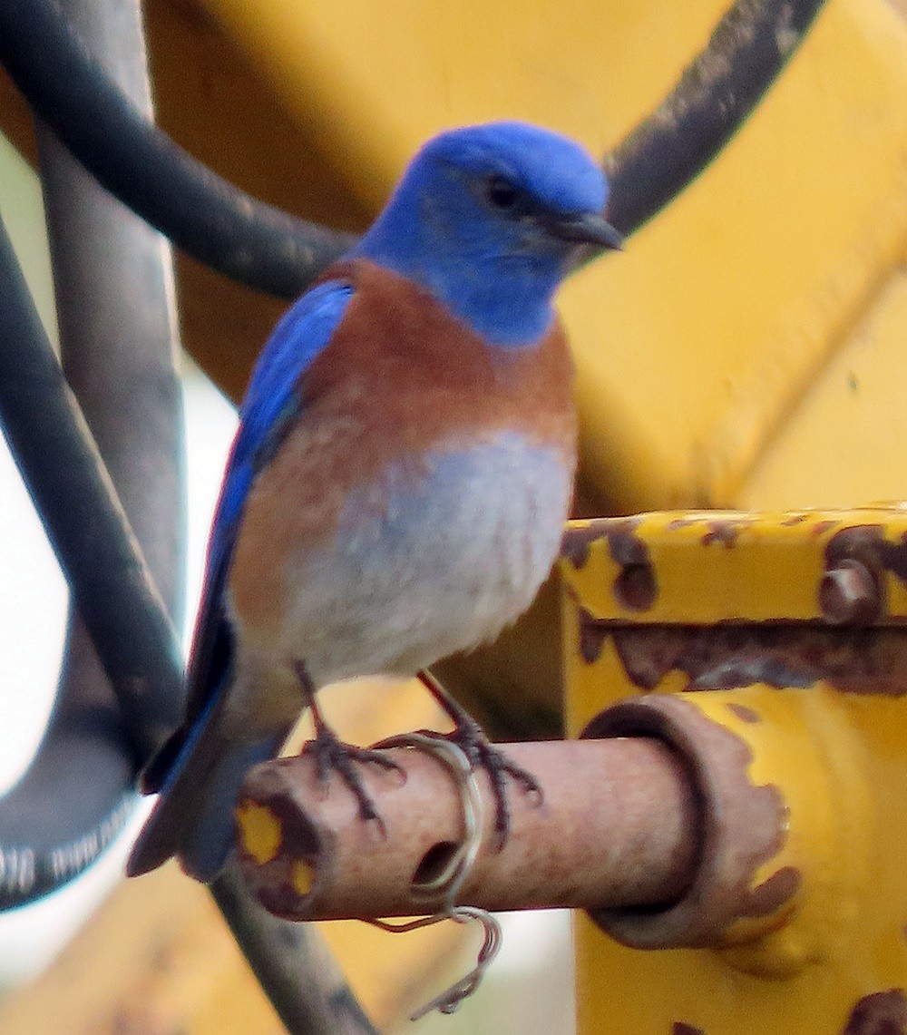 Western Bluebird - ML552261711