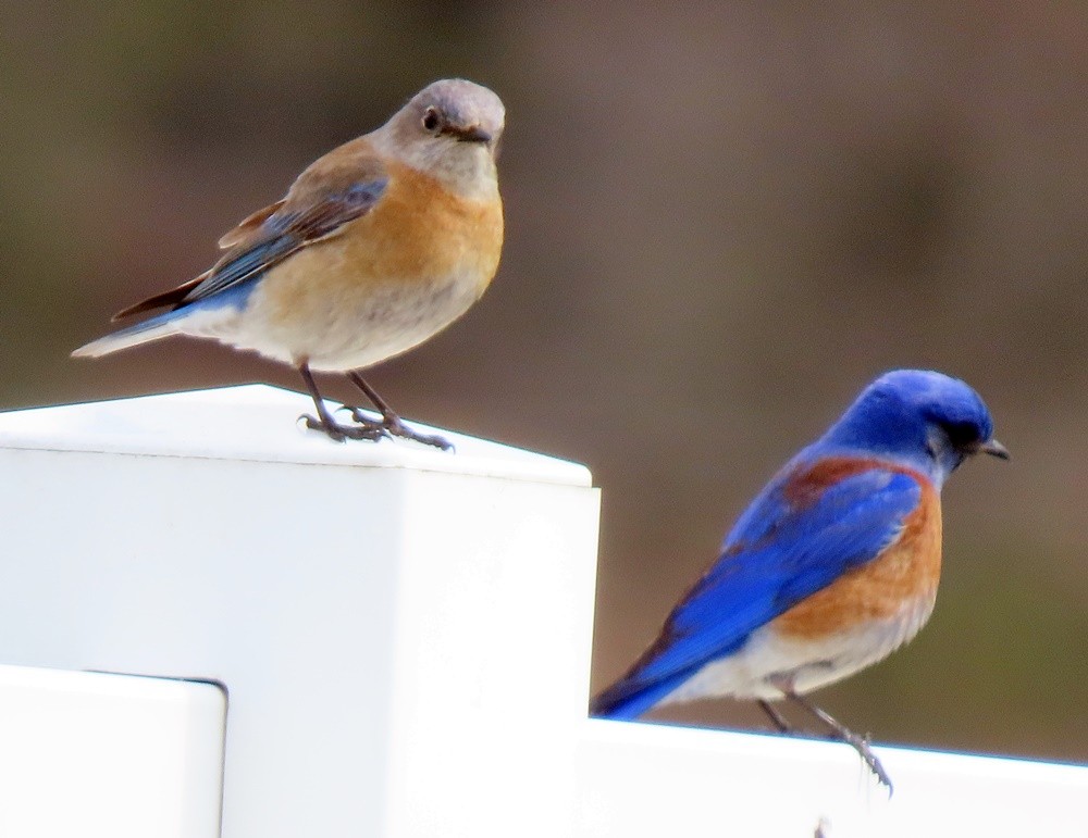 Western Bluebird - ML552261721