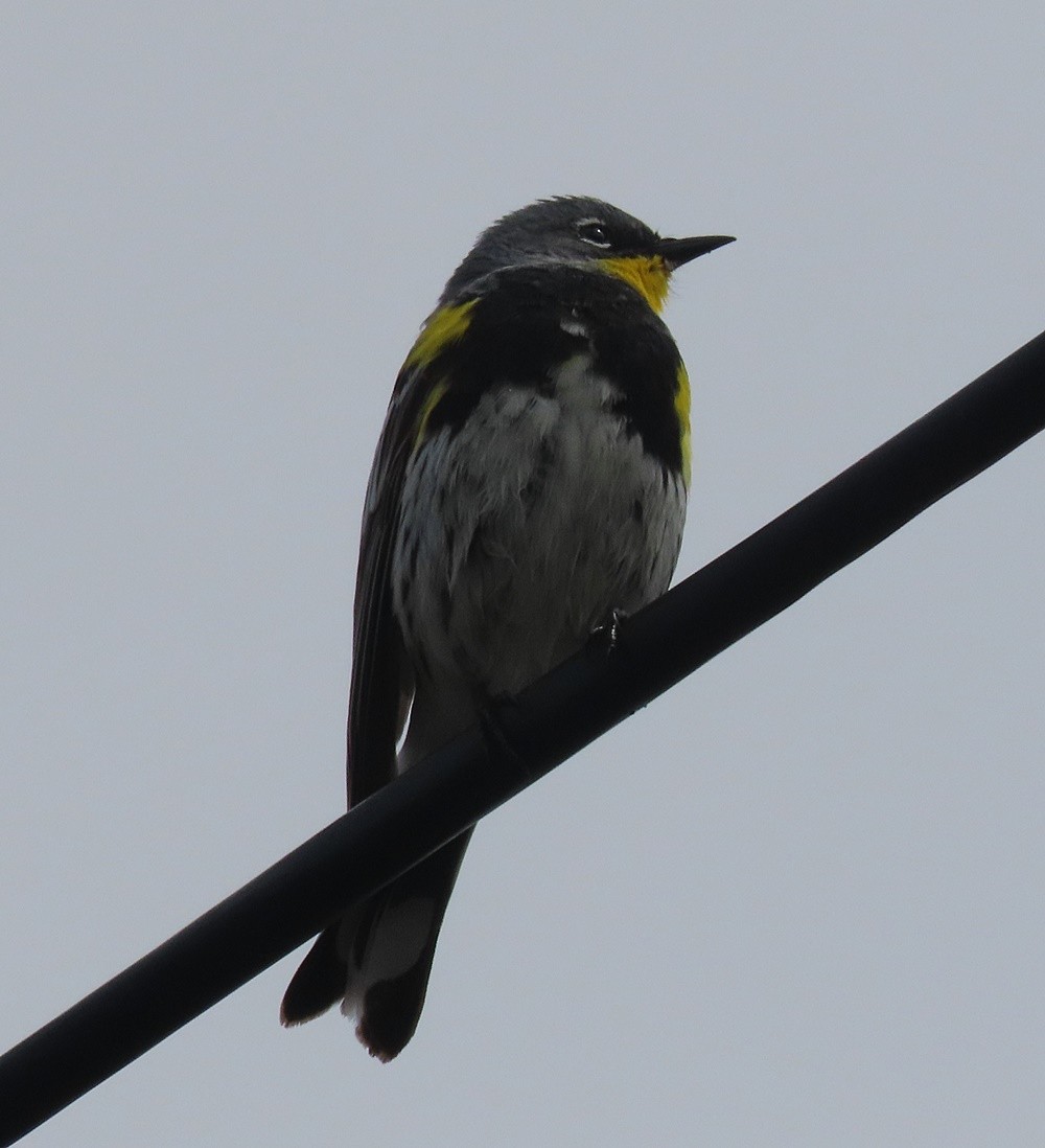 Yellow-rumped Warbler - ML552262141