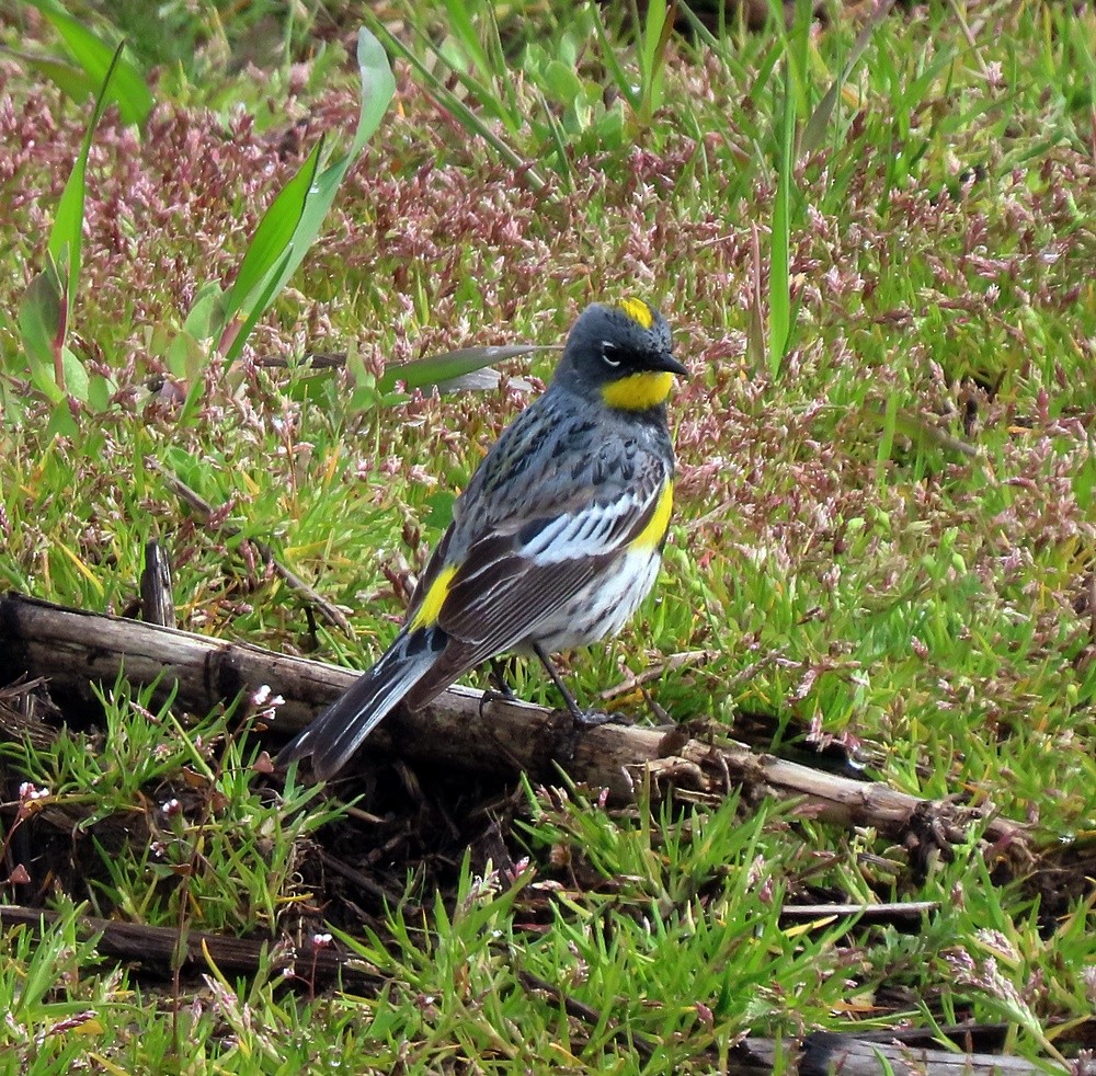 Yellow-rumped Warbler - ML552262151