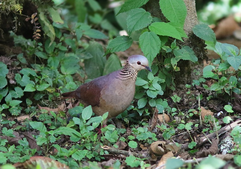 White-faced Quail-Dove - ML55226251