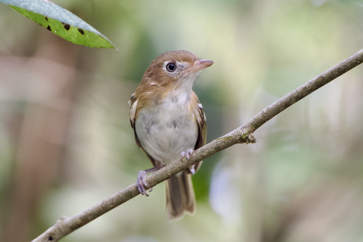 Cozumel Vireo - Dario Taraborelli