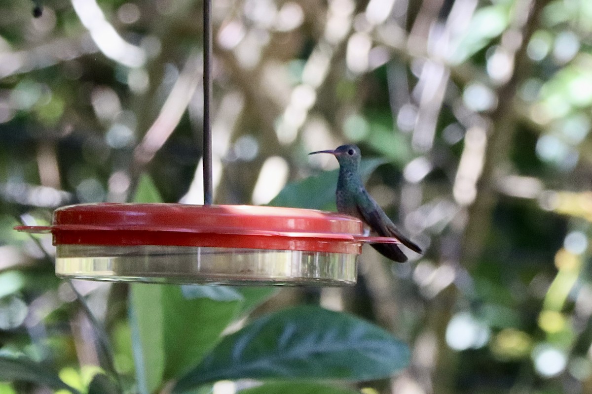 Buff-bellied Hummingbird - ML552265161