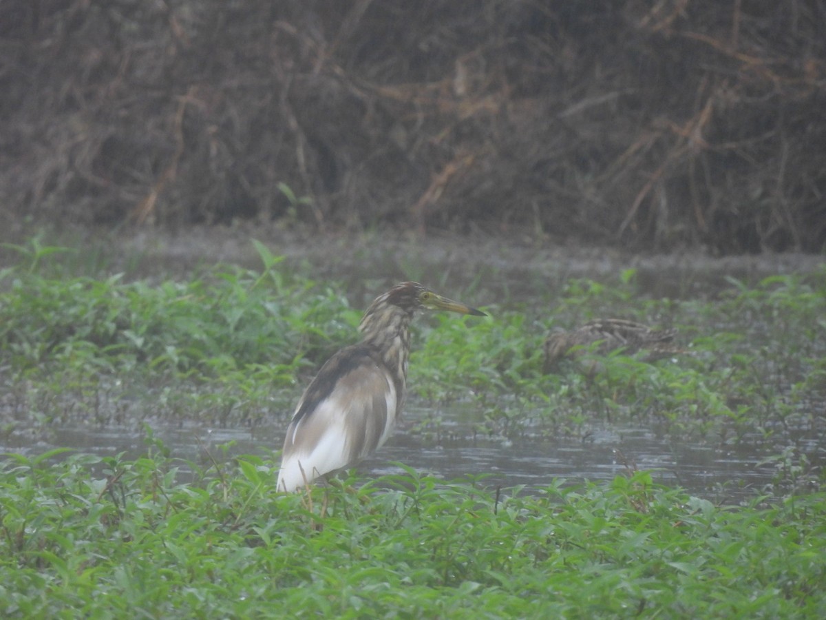 Chinese Pond-Heron - 丼手丼腳 超派鐵拳🥘