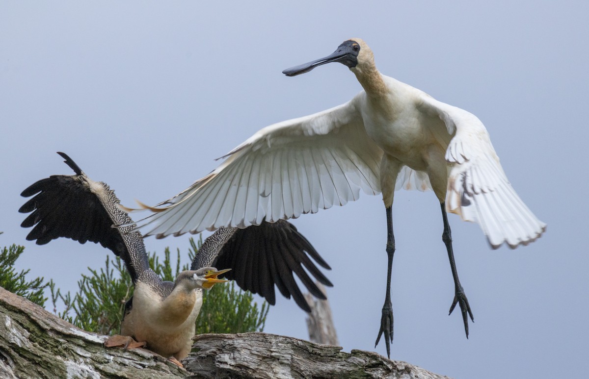 Royal Spoonbill - Cath Knight