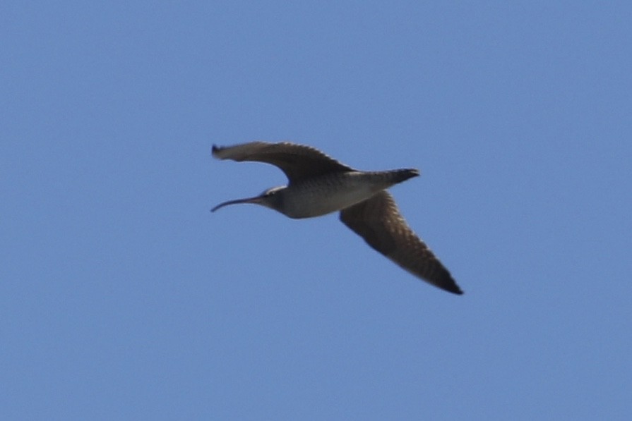 Whimbrel - Ann Stockert