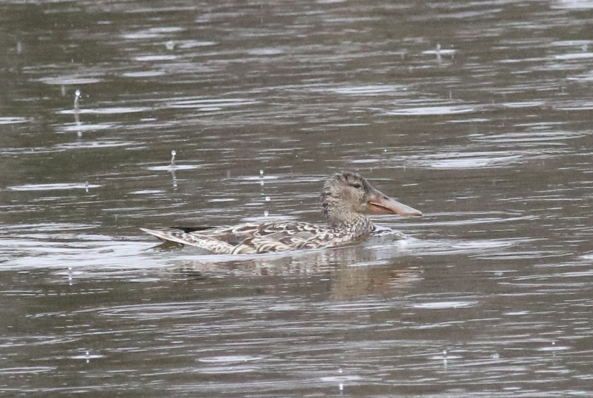 Northern Shoveler - ML55226901