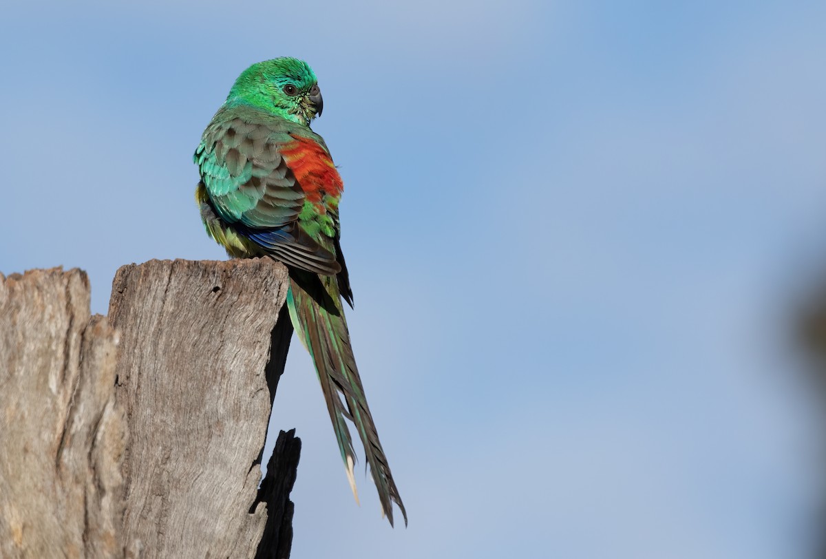 Red-rumped Parrot - ML552269771