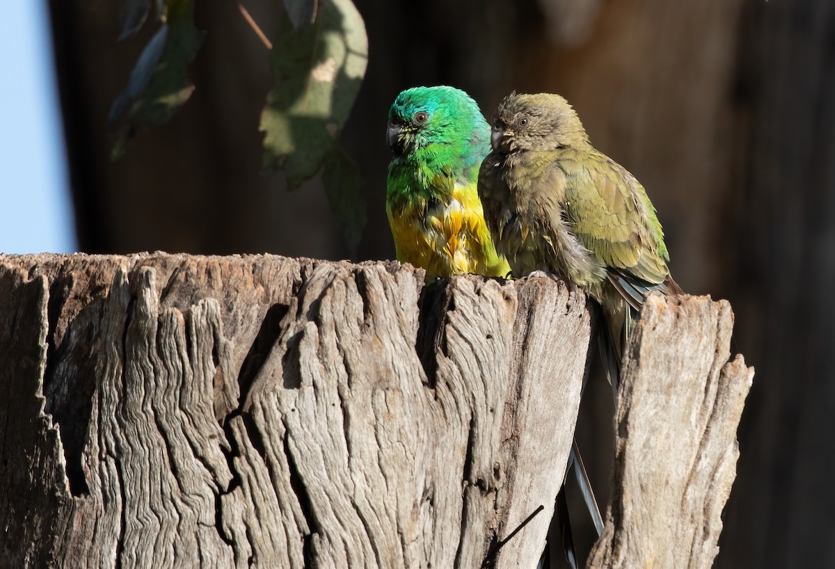 Red-rumped Parrot - ML552269791
